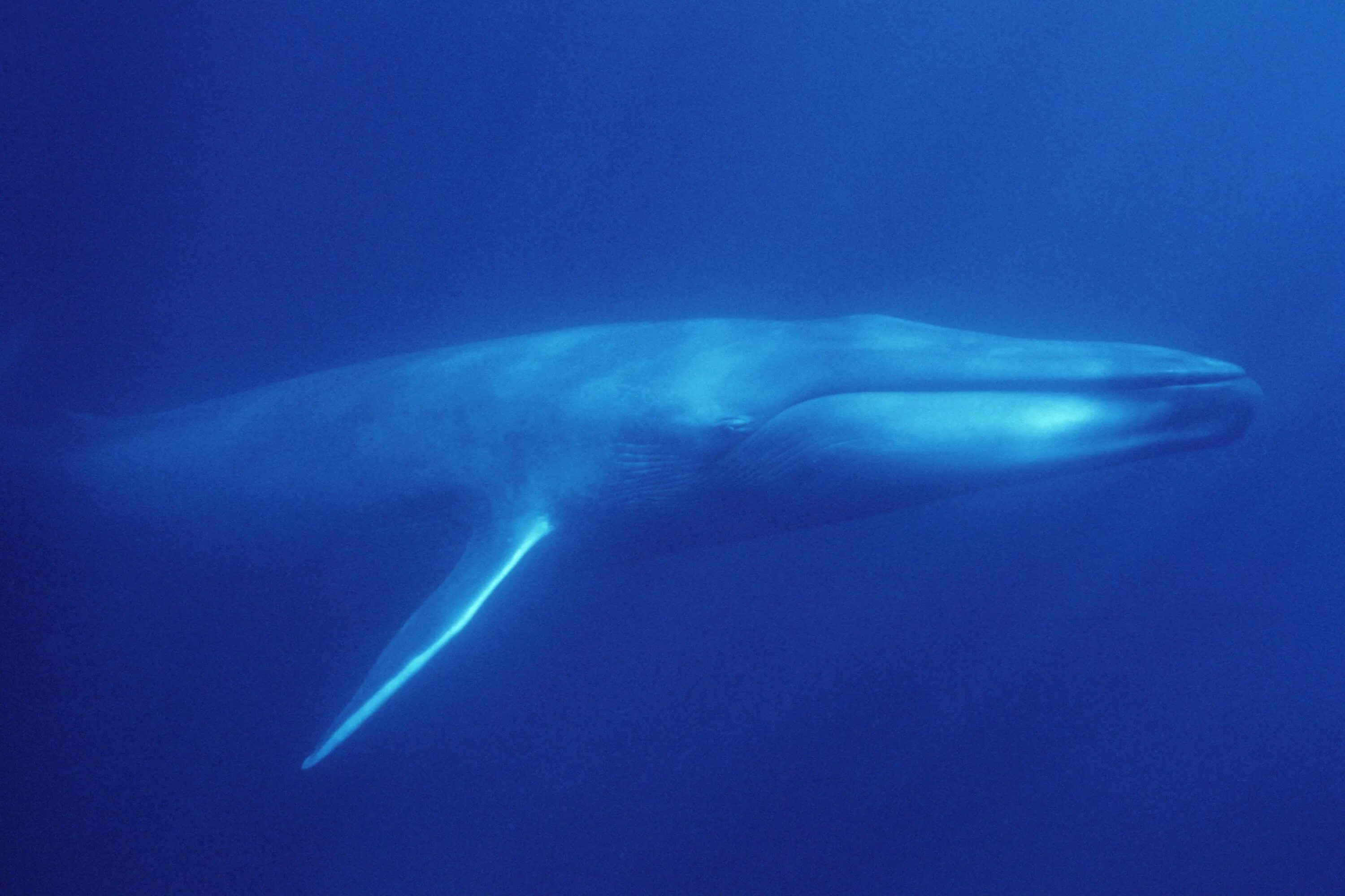 Где живут синие. Синий кит млекопитающее. Синий кит блювал. Китообразные синий кит. Мави Балина.