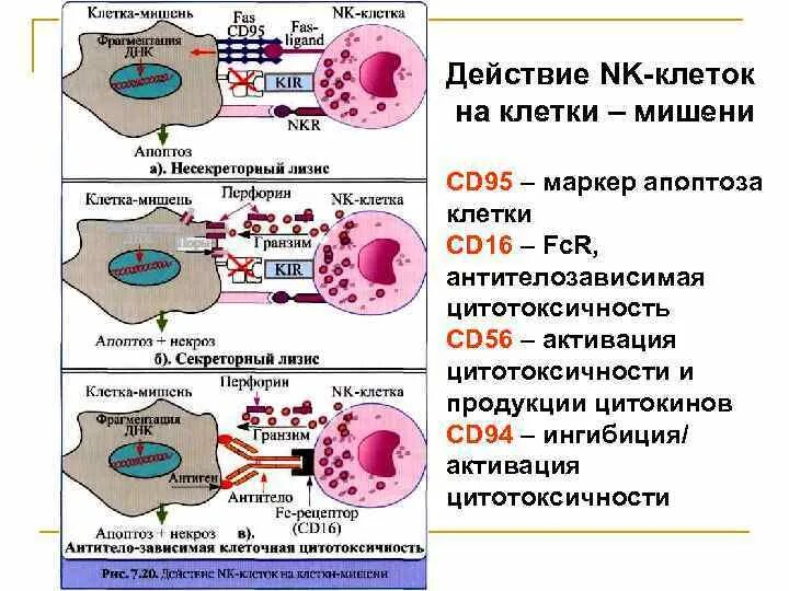 Nk клетки функции. Механизмы цитотоксичности nk клеток. естественные киллеры nk-клетки. механизмы цитотоксичности нормальных киллеров. nk клетки и т киллеры.