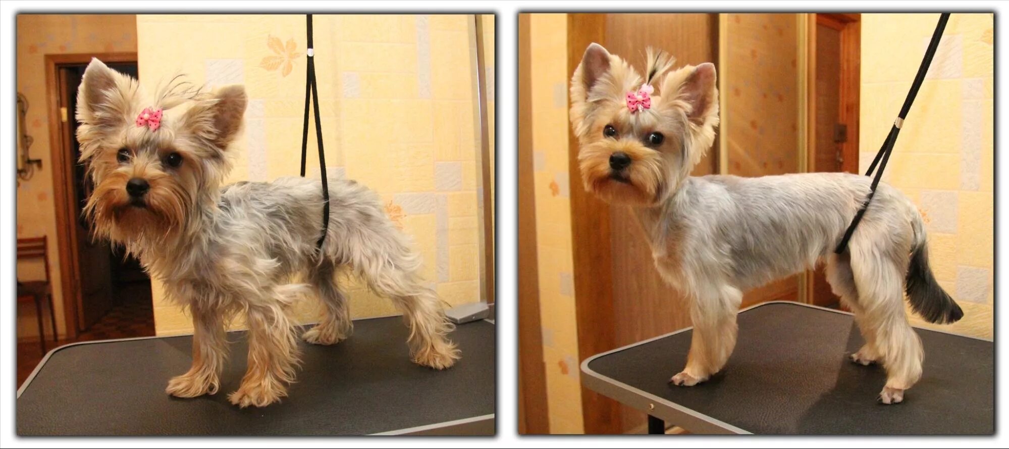 Убитый йоркширский терьер. Беременные йоркширские терьеры. Йоркширский терьер переросток. Йоркширский терьер мини. Стрижка щенка йорка до и после.