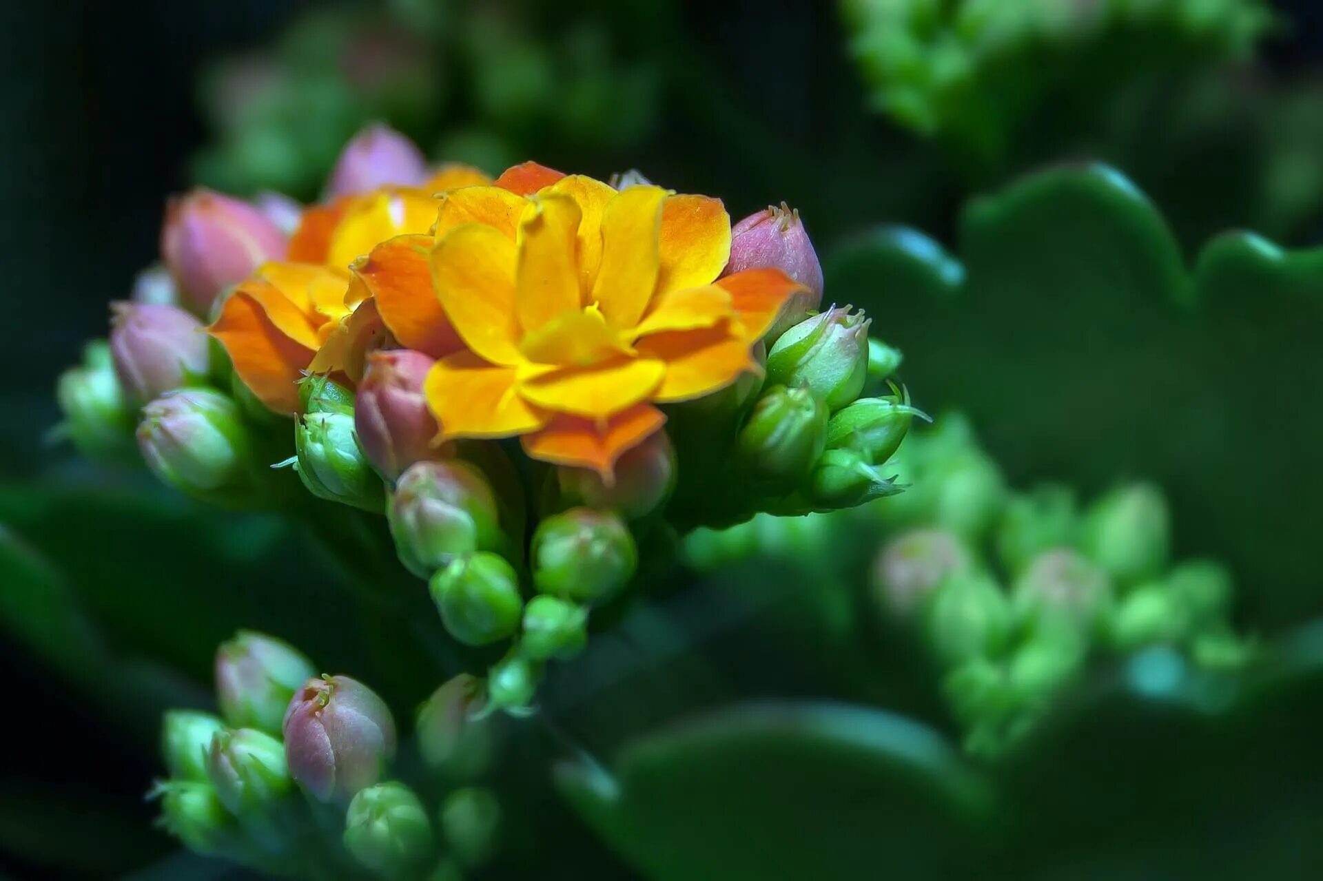 Kalanchoe blossfeldiana. Растение каланхоэ. Каланхоэ Цветущий. Каланхоэ каландива оранжевая.