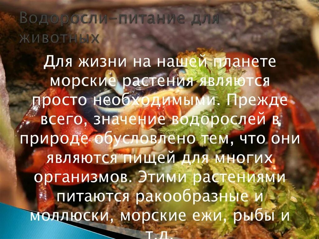 Как питаются водоросли. Как питаются водоросли
