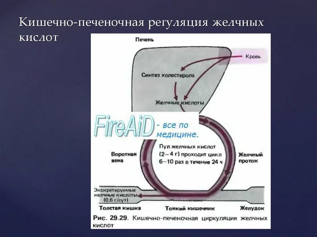 Энтерогепатическая рециркуляция желчных кислот. Кишечно-печёночная циркуляция жёлчных кислот. Регуляция желчных кислот. Синтез желчных кислот в организме.