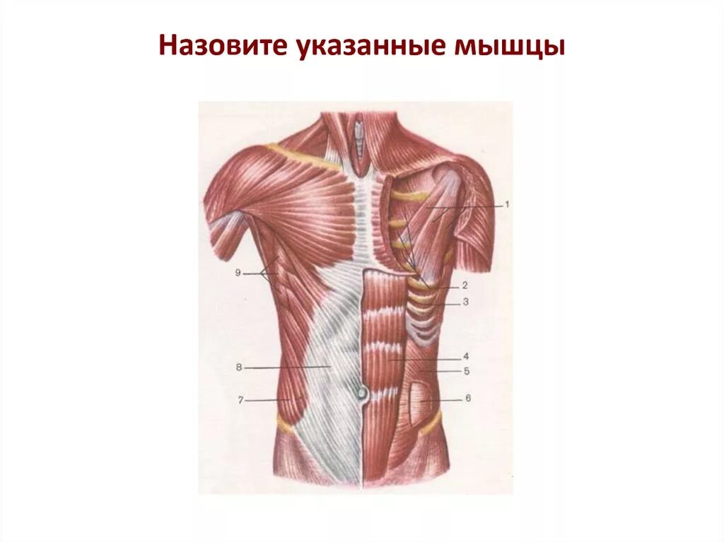 Анатомия мышц грудной клетки сзади. Грудные мышцы живота. Грудные мышцы живота. Мышцы живота. Мышцы грудной клетки анатомия.