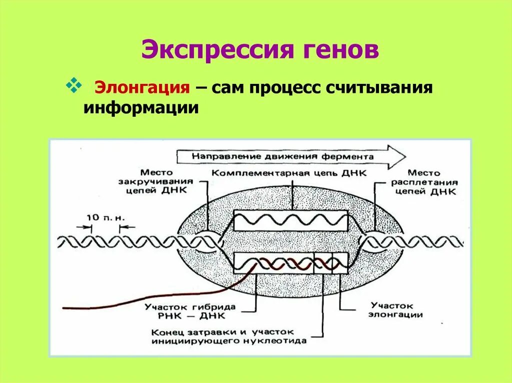 Экспрессивность гена