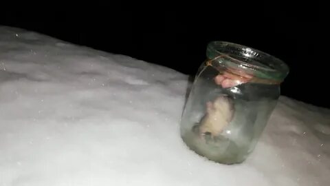 Как поймать мышь в машине