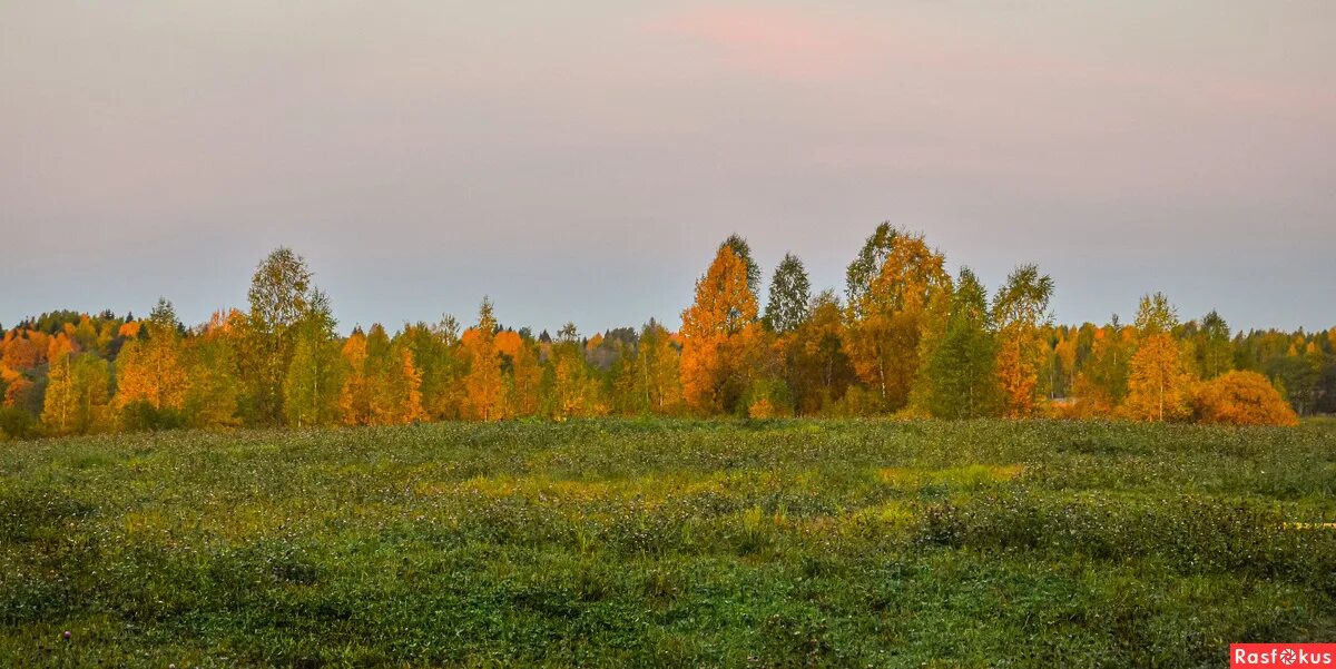 Бродить в перелеске. Золотая осень в лесах Беларуси пейзажи фото. Осенние пейзажи фото золотой осени черно белые.