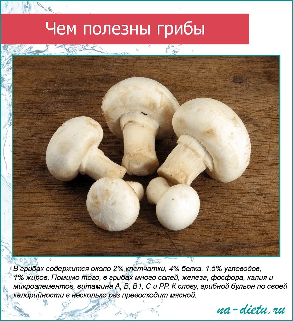 Шампиньоны описание гриба. Тип питания шампиньона. Чем полезны грибы. Грибы шампиньоны. Гриб, питающийся органическими веществами живых организмов:.