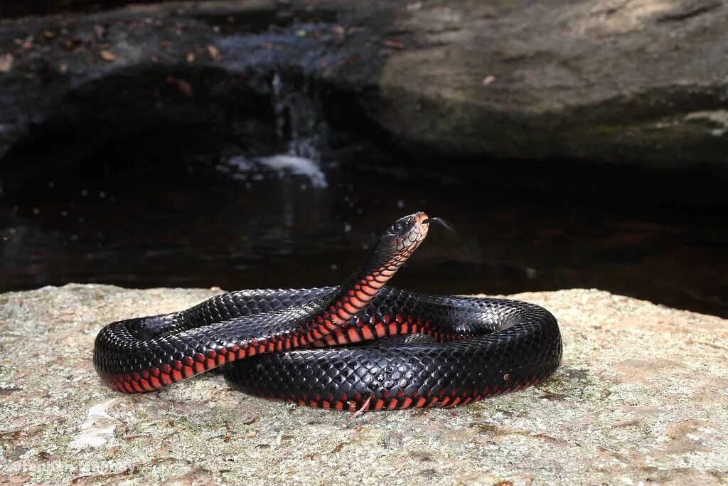 Темного змейка. Черная ехидна змея. Змея краснобрюхий Аспид. Краснобрюхий чёрный Аспид. Черный Аспид змея.