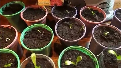 Георгины из семян выращивание