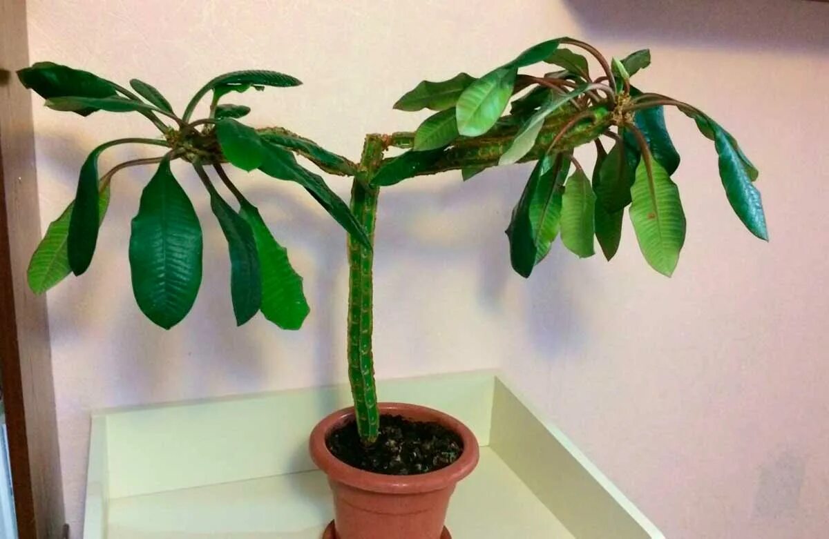 Молочай гребенчатый беложильчатый. Молочай беложильчатый. Эуфорбия молочай беложильчатый. Молочай терновый венец. Обрезка молочая.