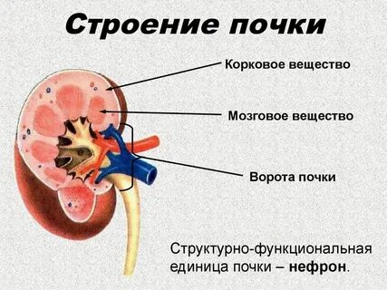 Почечное вещество