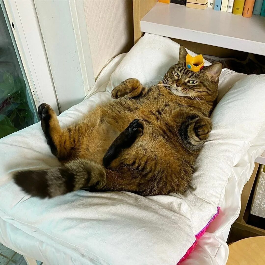 Почему котам нельзя лежать на спине. Почему кот на меня ложится. Огромный кот. Почему кот на меня ложится. Причина опоздания на работу кот.