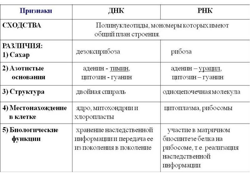 Различия между ДНК И РНК таблица. ДНК И РНК отличия. Различия в строении ДНК И РНК. ДНК, РНК – отличия в строении и функциях-.