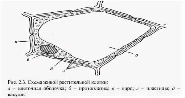 Образованы группами клеток с утолщенными оболочками