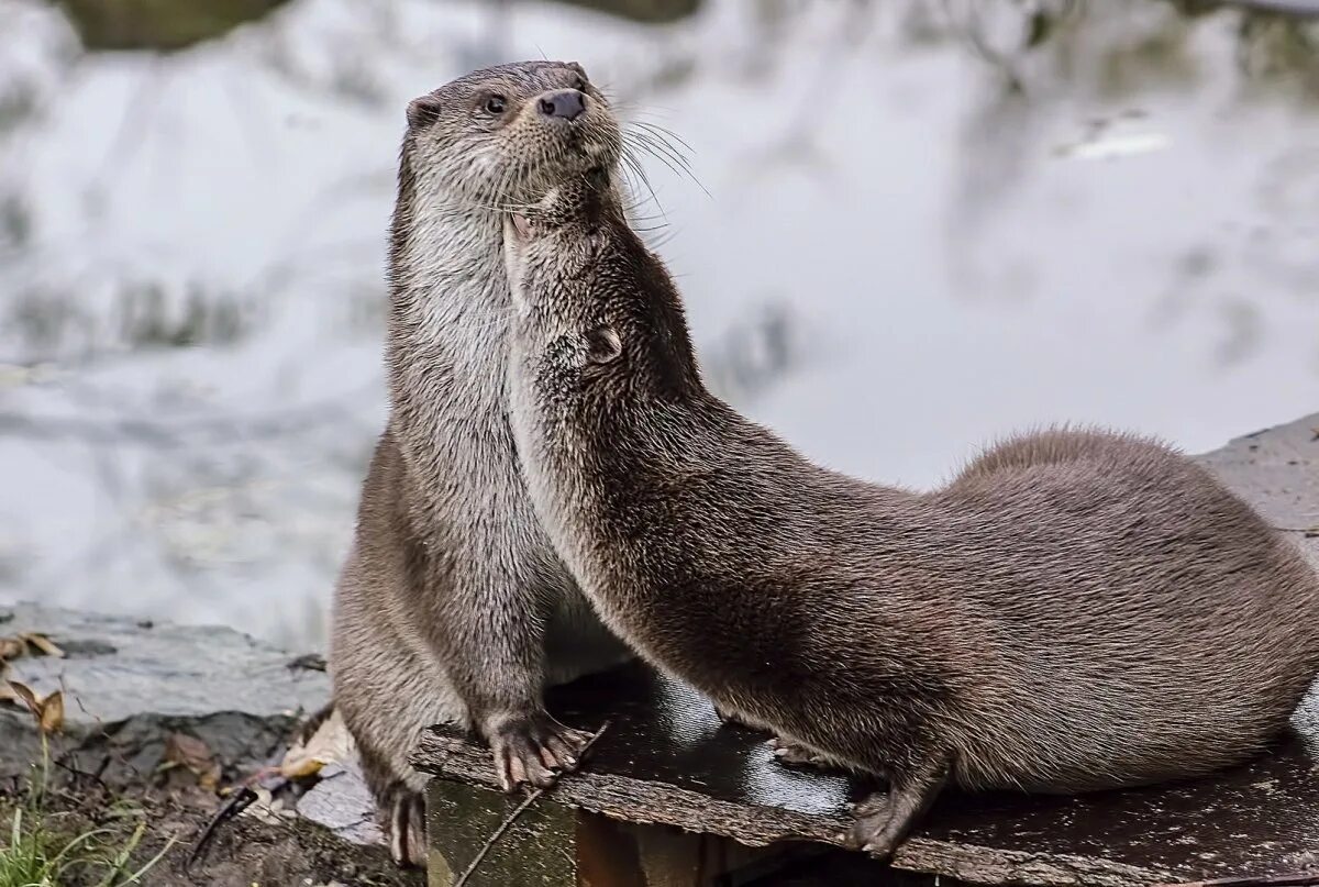 Ласка сайт. Ласка обыкновенная (mustela nivalis). северокавказская ласка. ласка ареал. ласка (mustela nivalis) 2025.