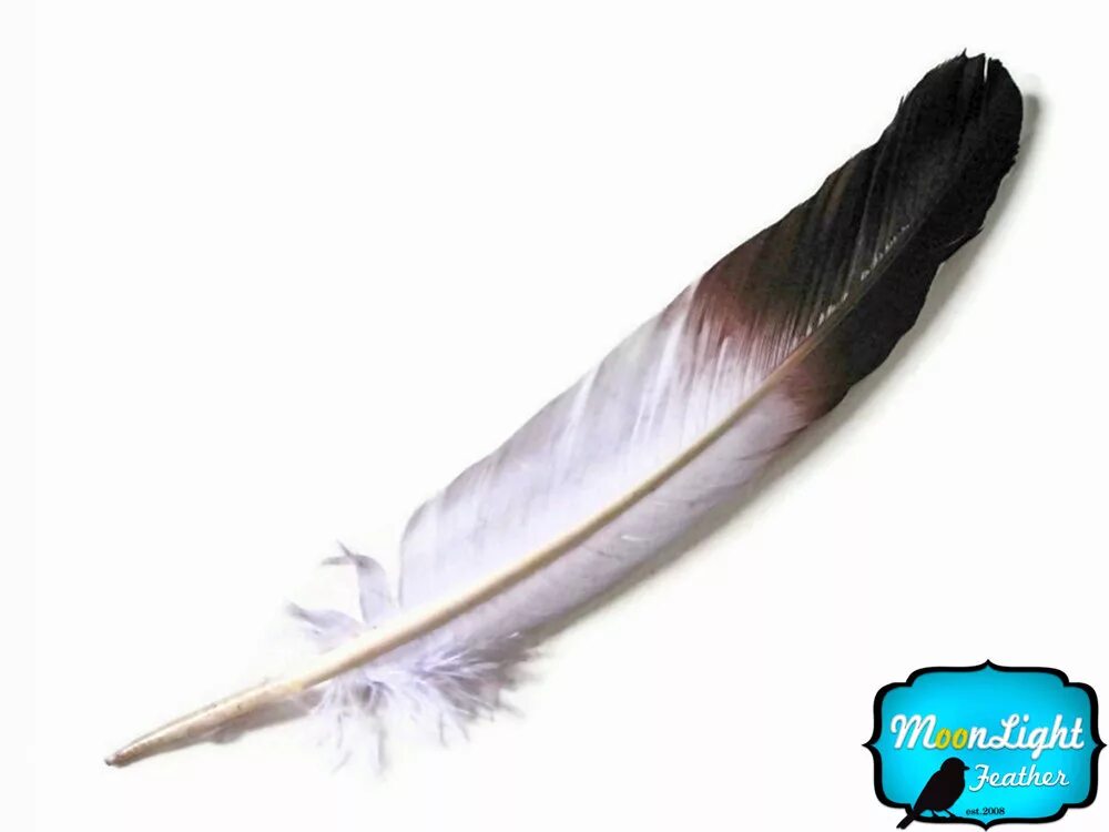 ч пера. строение пухового пера птицы. перо черно белое. перо на прозрачном фоне. перо эскиз.