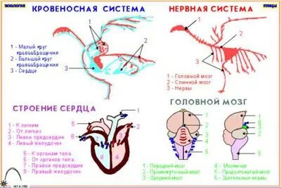 Богомол кровеносная система. Кровеносная система птиц. Кровеносная система Зоология. Сердце богомола.