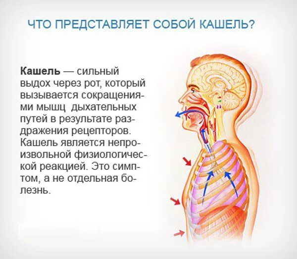 Почему начинается сухой кашель. Кашлт. мокрота в дыхательных путях. сухой кашель причины. ошель.