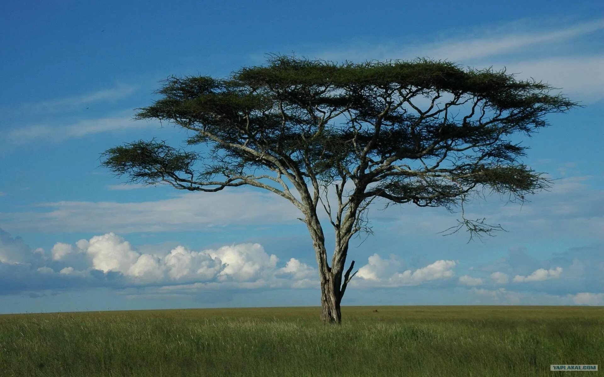 Акация нильская растение. Дерево ситтим акация. Саванная акация. Песчаная акация в пустыне россии. Ситтим дерево ситтим.