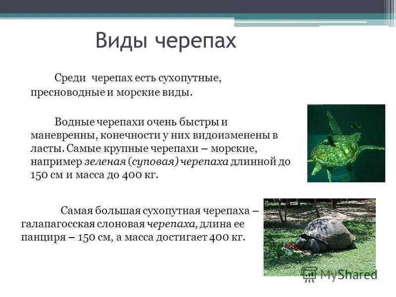 Сообщение о черепах. Характеристика черепахи. характеристика черепах. презентация пресмыкающиеся черепахи. черепаха относится к классу.