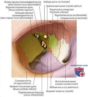 Верхняя глазничная щель на черепе