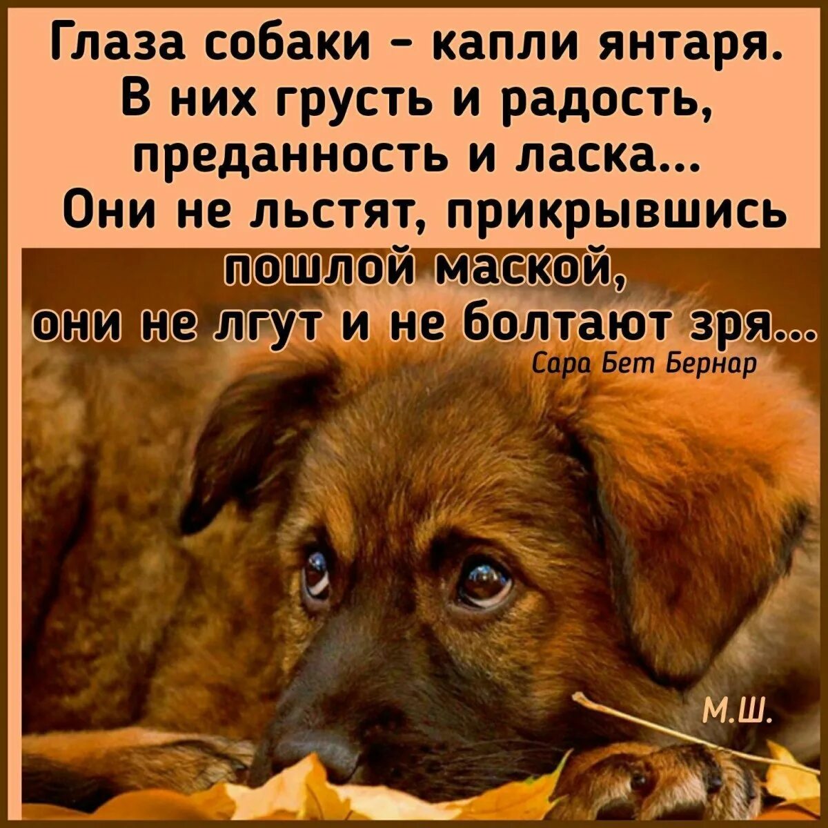Смешные фразы из пса. Выражения про собак. Цитаты про собак. Высказывания отсобаках. Стихи про собаку преданность.