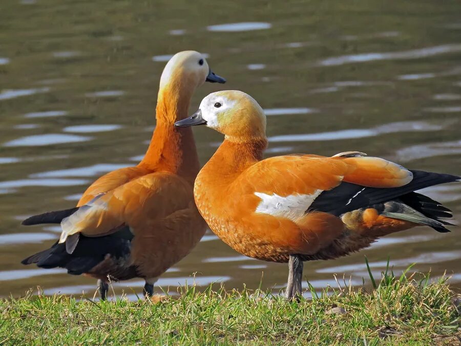 дикая утка огарь. утки огари. рыжие утки в москве. утки подмосковья огари. утка огарь (красная утка).