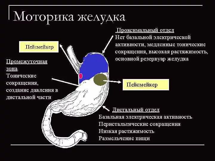 Желудочная моторика. Перистальтика желудка функция. Проксимальный отдел жел. Проксимальный отдел желудка. Дистальный и проксимальный отделы желудка.