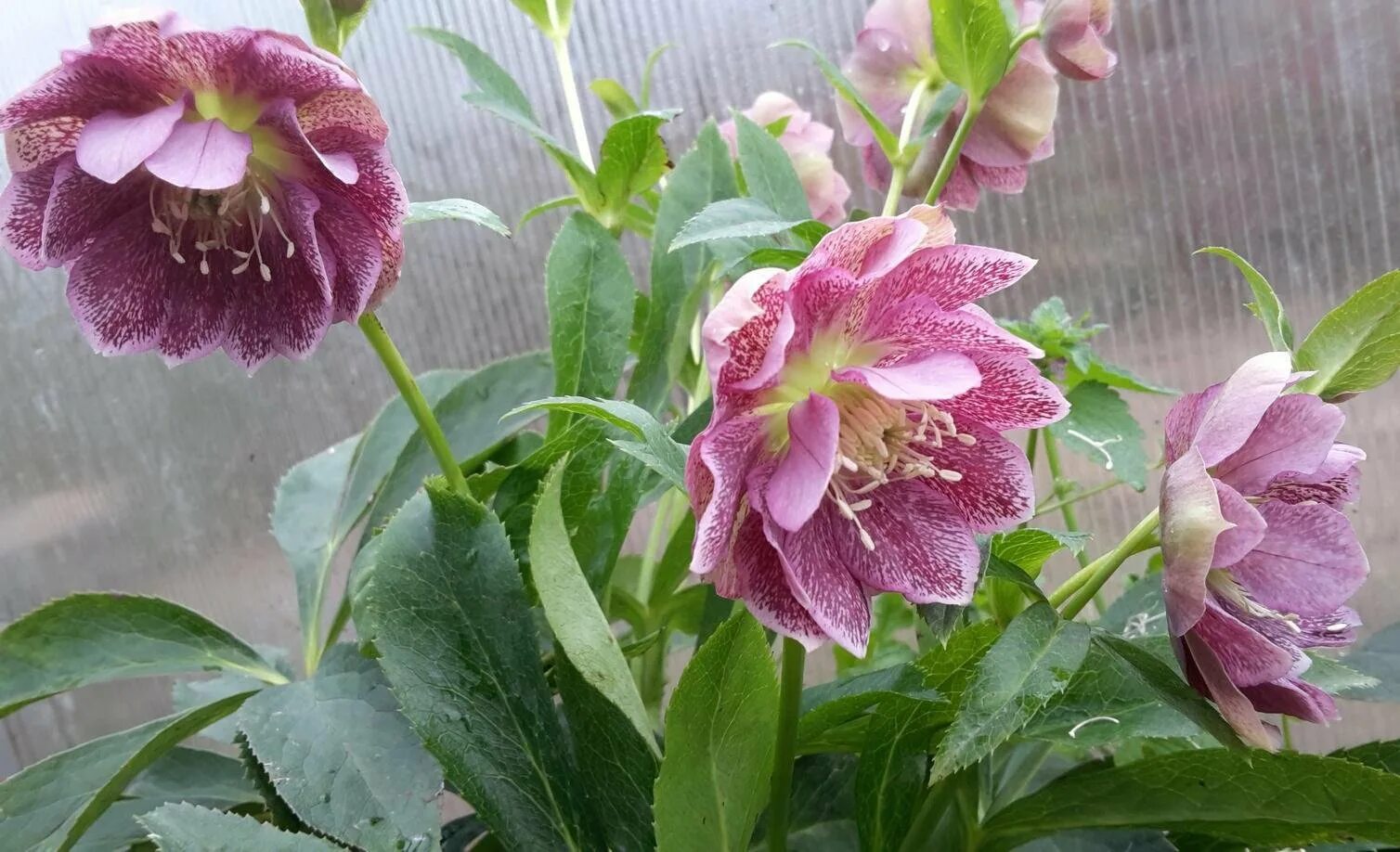 Морозник дабл. Морозник double ellen picotee. морозник элен пикоти. морозник double ellen pink. морозник восточный дабл эллен пикоти.