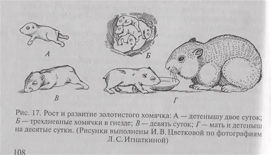 Хомяки этапы развития. Модель развития хомяка. Стадии развития ХОМЯЧАТ.