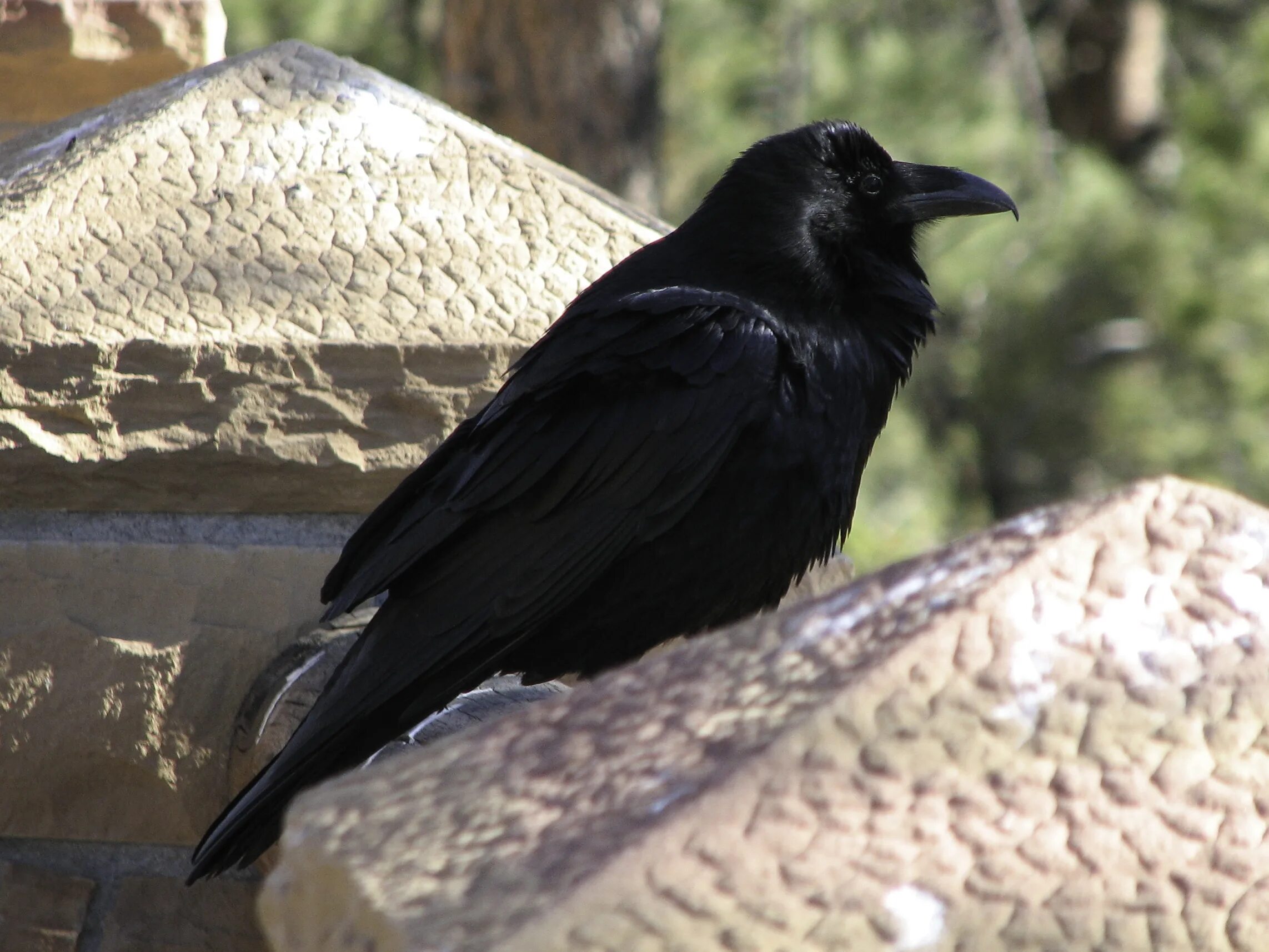 Галка птица. Ворона на ветке. Ворона на прозрачном фоне. Новокаледонская галка. Crows new.