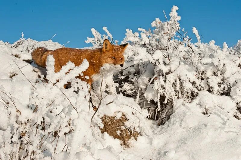жизнь животных зимой. зима животные. животное в зимний период. животное в зимний период. звери зимой.