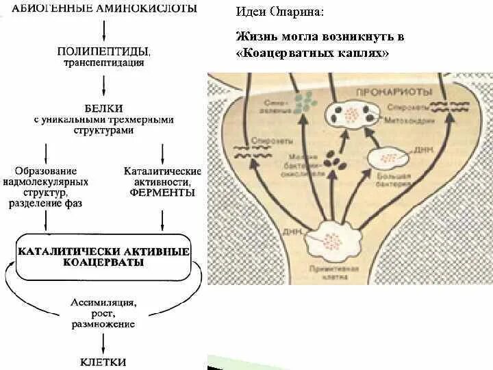 Этапы гипотезы опарина. Белково-коацерватная теория Опарина. Коацерваты теория Опарина-Холдейна. Белково-коацерватная теория Опарина схема. Коацерватная теория возникновения жизни Опарина.