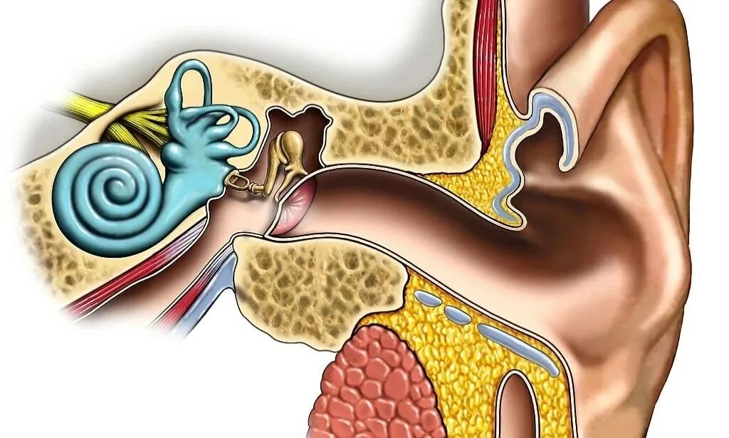 Заложило уши во время болезни. Тимпаногенный лабиринтит. Кохлеарный неврит слухового. Неврит слухового нерва (кохлеарный неврит).