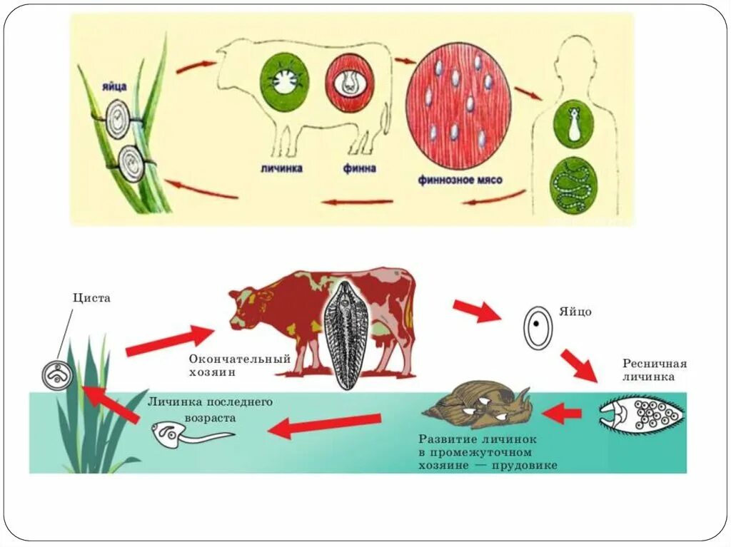 Личинка в промежуточном хозяине. Жизненный цикл печеночного сосальщика. Цикл развития печеночного сосальщика. Жизненный цикл печеночного сосальщика рисунок. Плоские черви жизненный цикл.