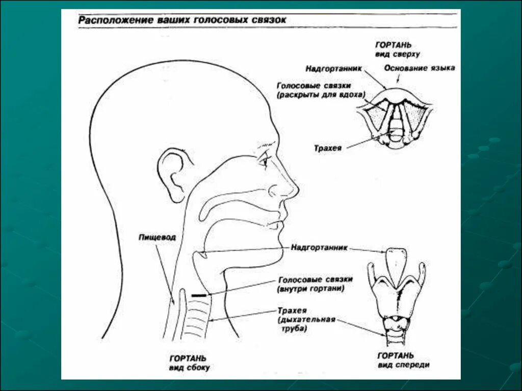 Голосовые резонаторы. Строение голосового аппарата схема. Строение голосового аппарата человека. Строение голосового аппарата певца. Строение голосового аппарата вокалиста.