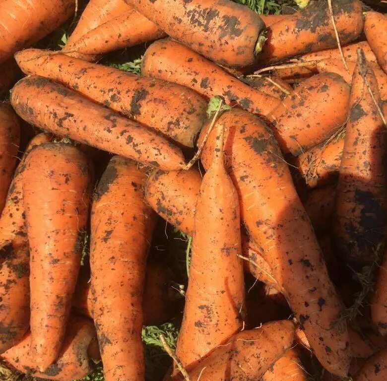Купить морковь оптом. Мешок моркови. Морковь в сетке упаковка. Морковь на продажу. Фото морковь оптом.