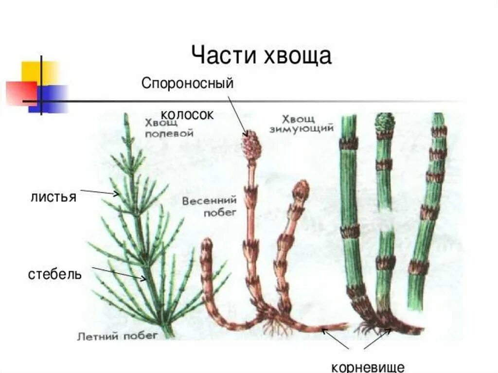 Хвощ полевой схема строения. Спороносный побег хвоща строение. Схема хвоща полевого побеги. Органы весеннего побега хвоща. Споры развиваются на побегах