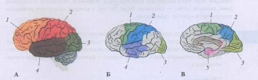 Расположение долей больших полушарий. Рис 129 доли больших полушарий головного мозга. Зоны коры больших полушарий головного мозга рисунок. Большие полушария головного мозга доли черно белая.