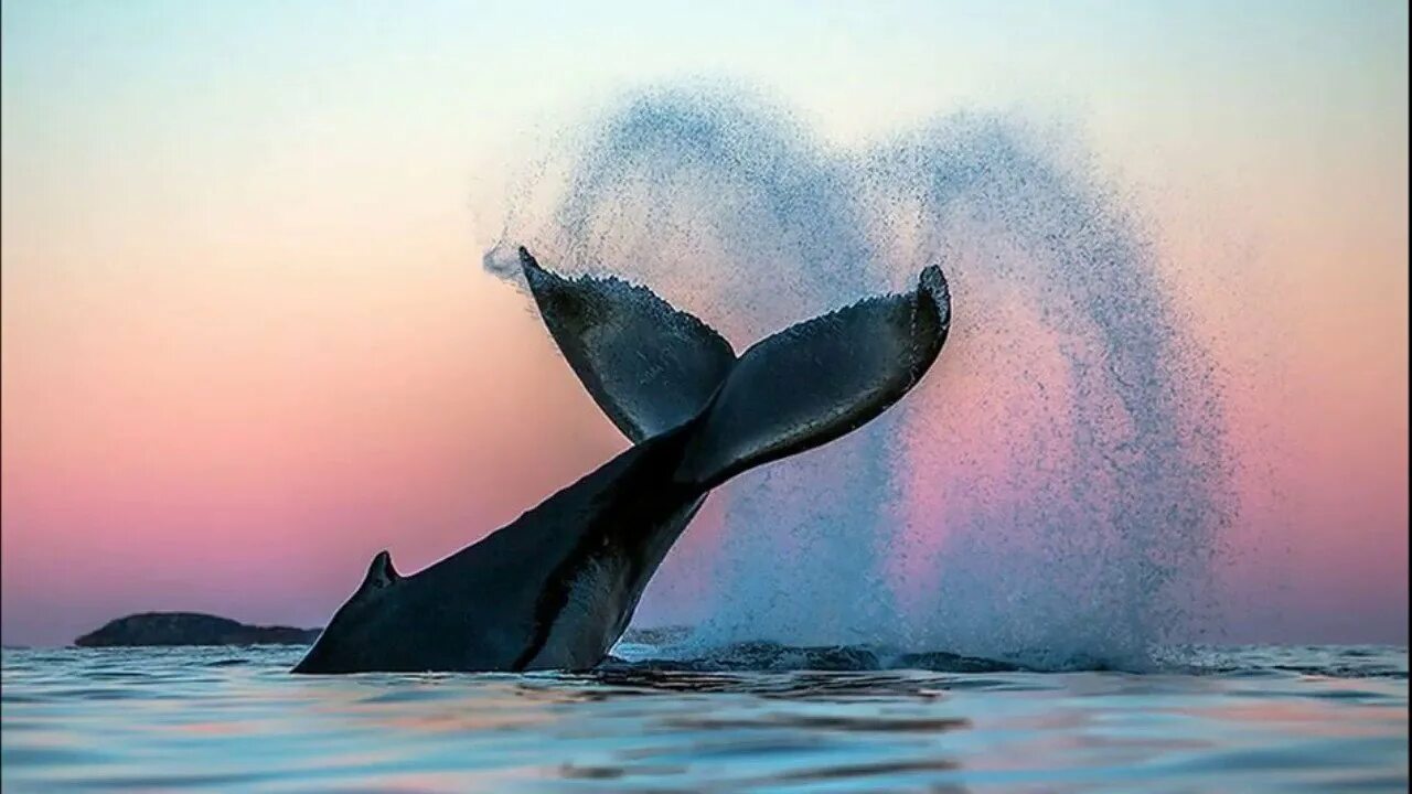 Как спят киты в океане фото. Стая китов. Киты спят. Хвост кита в океане. Черный горбатый кит.