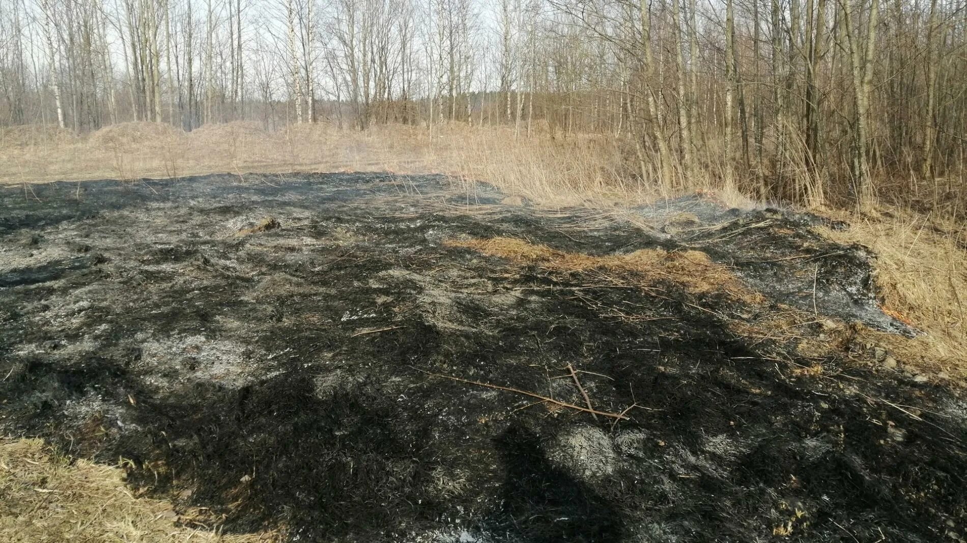 Лесной пал. Трава после пожара. Сгоревшая трава. Сгоревшая сухая трава. Сгоревшая трава на обочине.