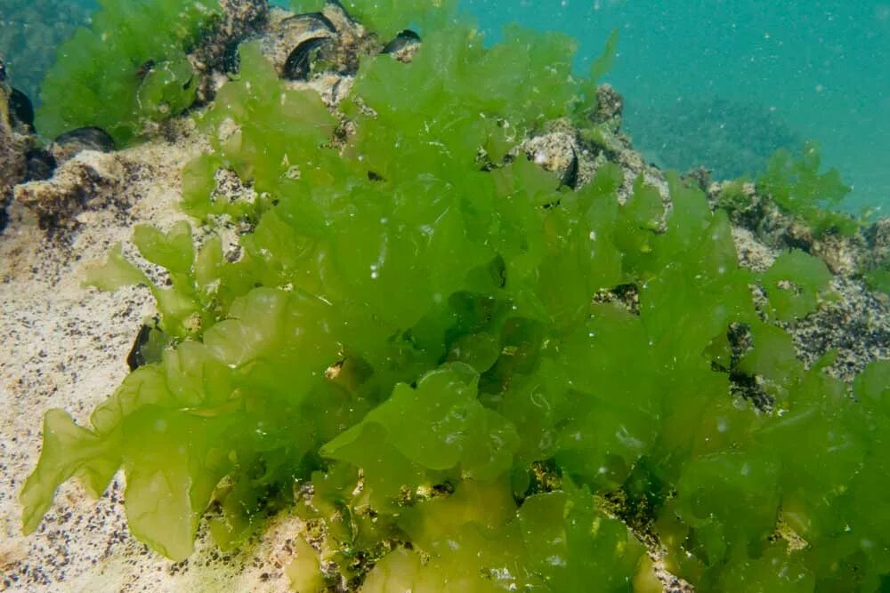 Сложные водоросли