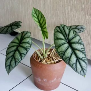 Алоказия сильвер драгон уход