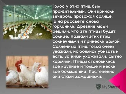 Загадка шапочка алая жилеточка нетканая кафтанчик рябенький