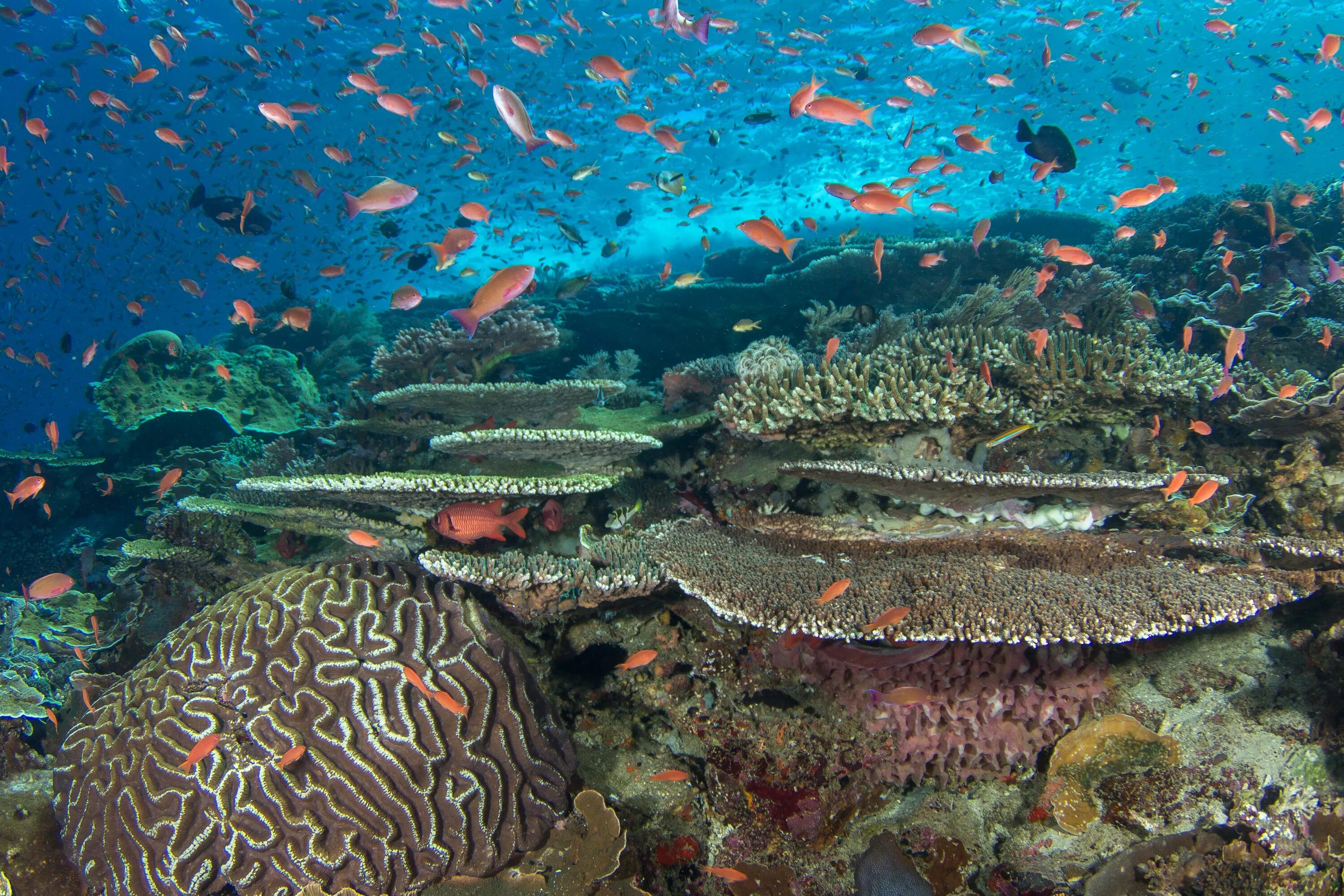 Коралловый риф отзывы. Coral Reef Alliance. Альянс коралловых рифов. Рифовые рыбы. Рифовые постройки.