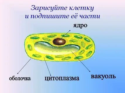 Клетка состоит из трех основных