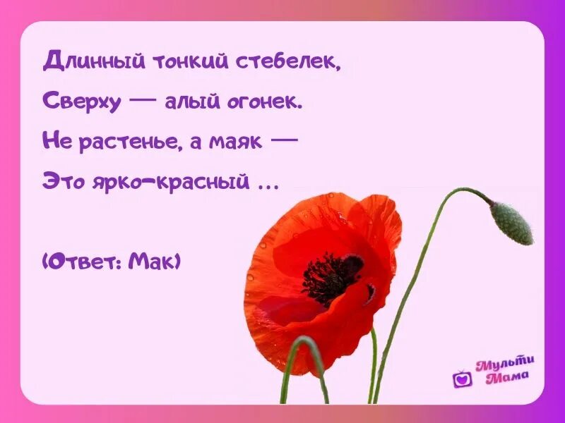 Загадки про цветы для дошкольников. Загадка про Мак. Загадка про Мак цветок. Загадки про цветы. Загадка про маки.