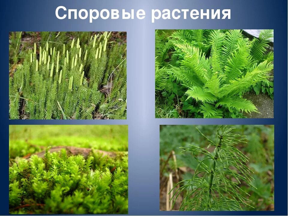 Функции споровых растений