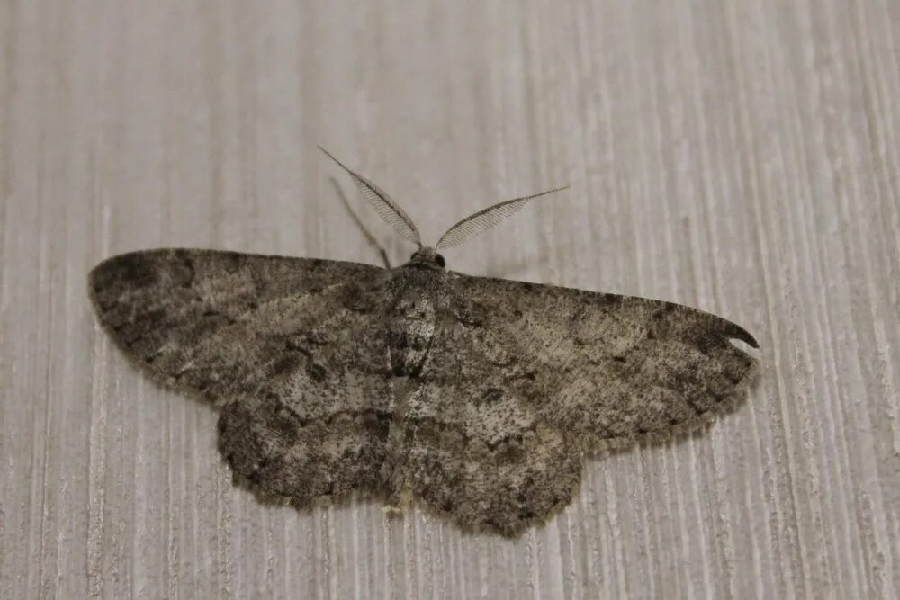 моль платяная шелкопряд. серая огневка. зерновая совка (apamea sordens. серая моль бражник бабочка. серая моль.