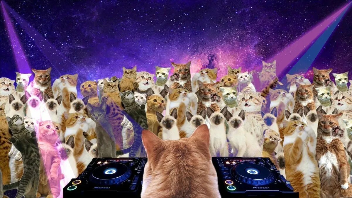 Котик на вечеринке. Вечеринка кошечек. Вечеринка в стиле кошек для детей. Тусовка котов. Вечеринка в стиле кошек.